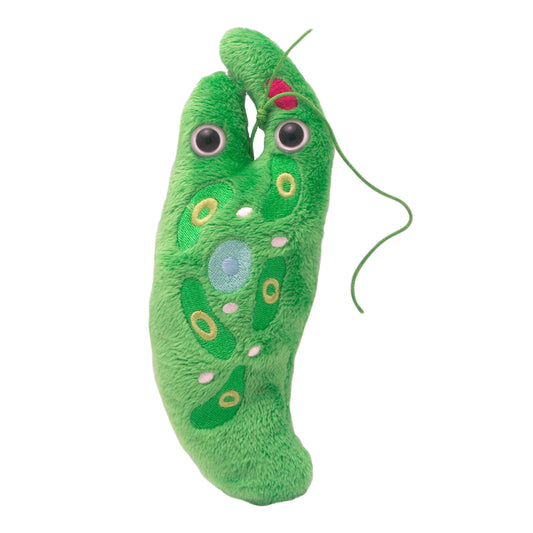 Euglena (Euglena Gracilis)