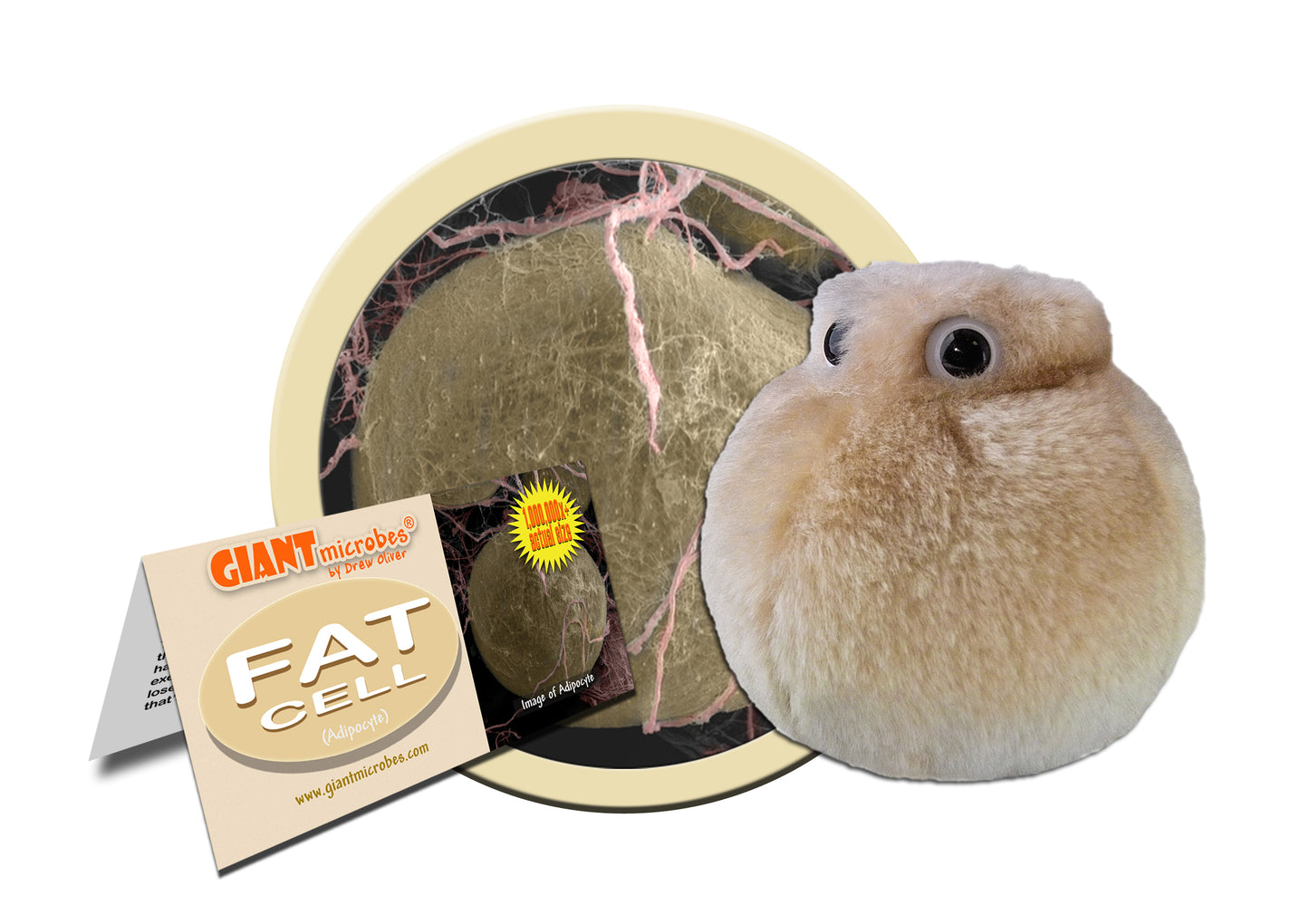 Fat Cell (Adipocyte)