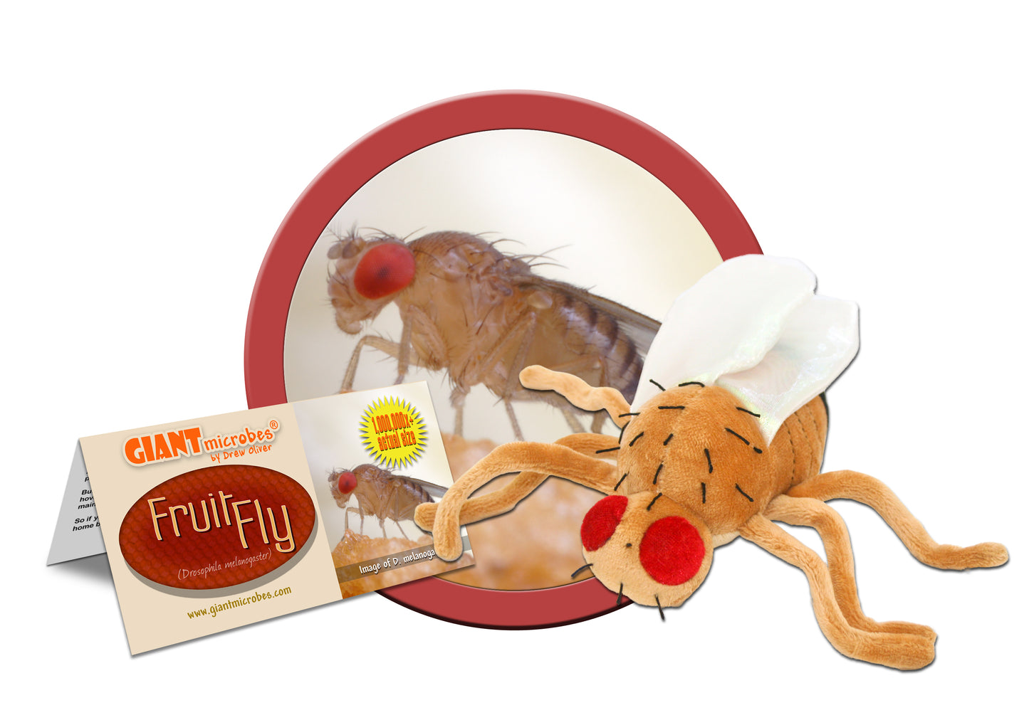 Fruit Fly (Drosophila Melanogaster)