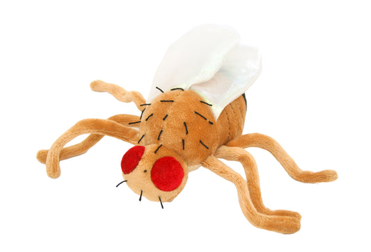 Fruit Fly (Drosophila Melanogaster)