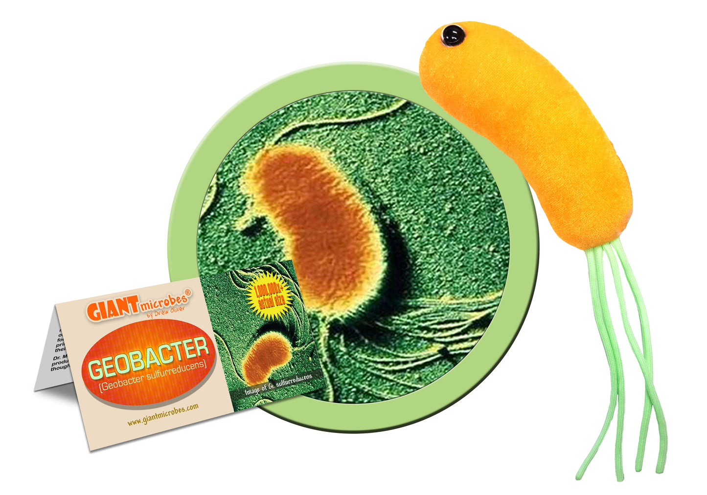 Geo, The Electric Microbe (Geobacter Sulfurreducens)