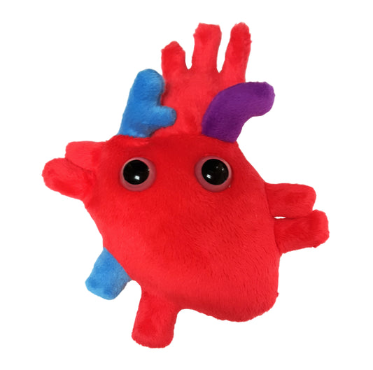 Heart (Heart Organ)