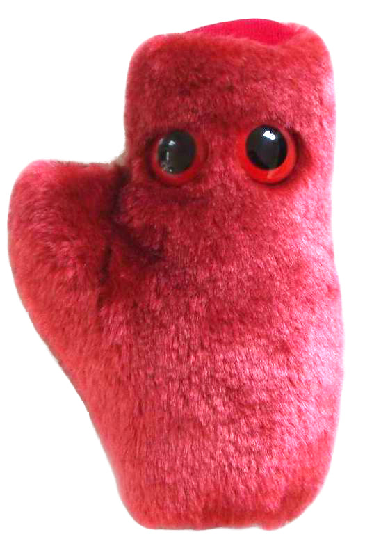 Heart Cell (with sound) (Cardiomyocyte)
