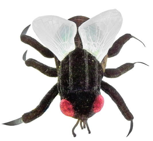House Fly (Musca Domestica)