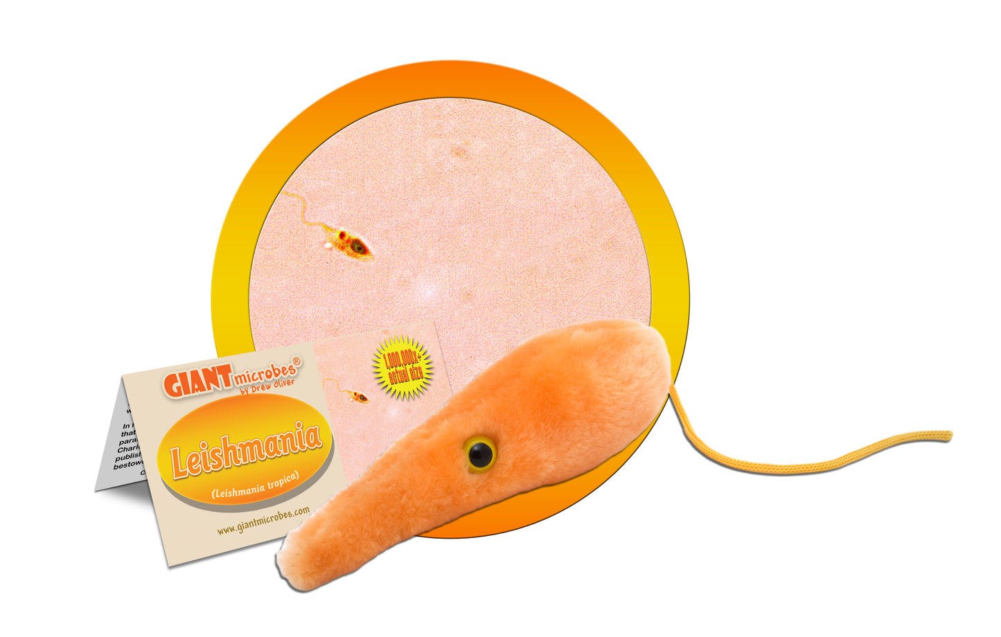 Leishmania (Leishmania Tropica)