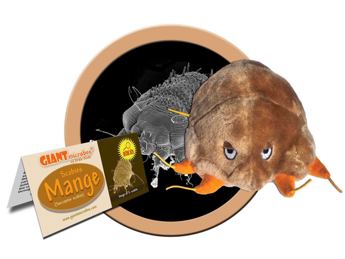 Mange (Sarcoptes Scabiei)