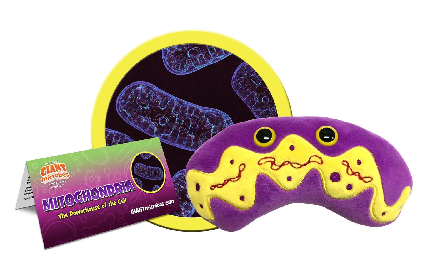 Mitochondria
