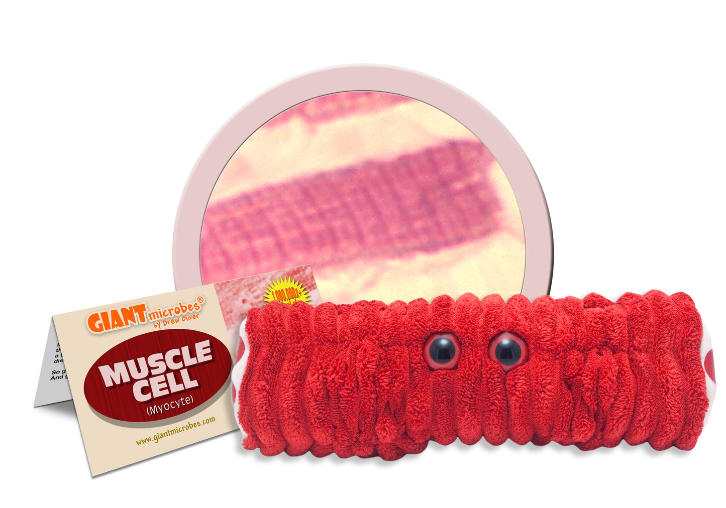 Muscle Cell (extendable) (Myocyte)