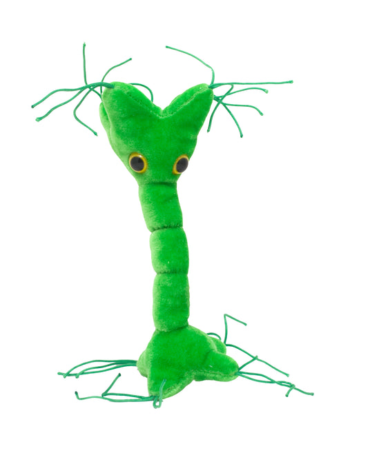 Nerve Cell (Neuron)