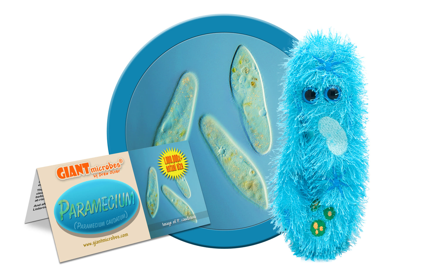 Paramecium (Paramecium Caudatum)