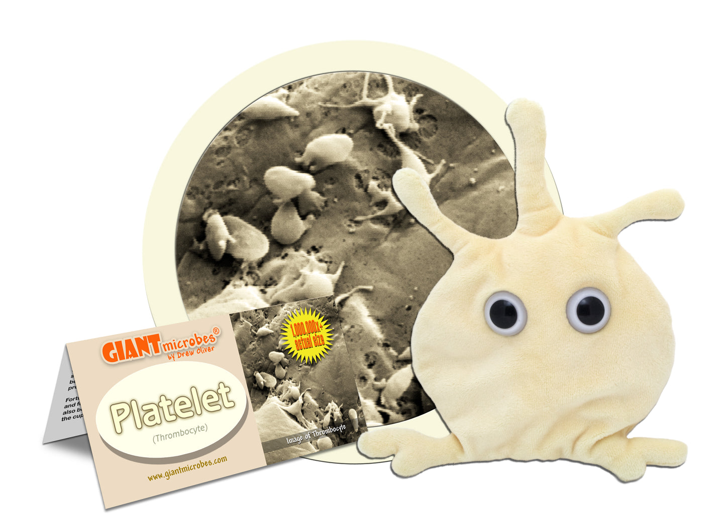 Platelet (Thrombocyte)