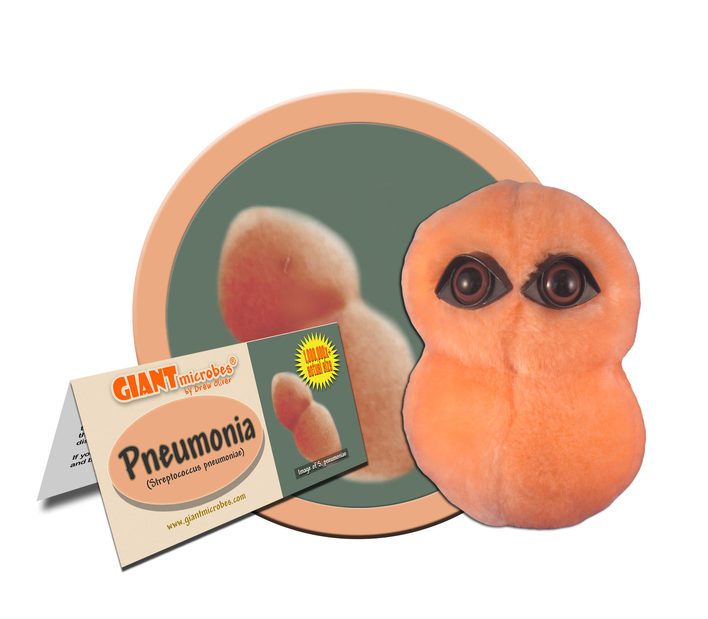 Pneumonia (Streptococcus Pneumonia)