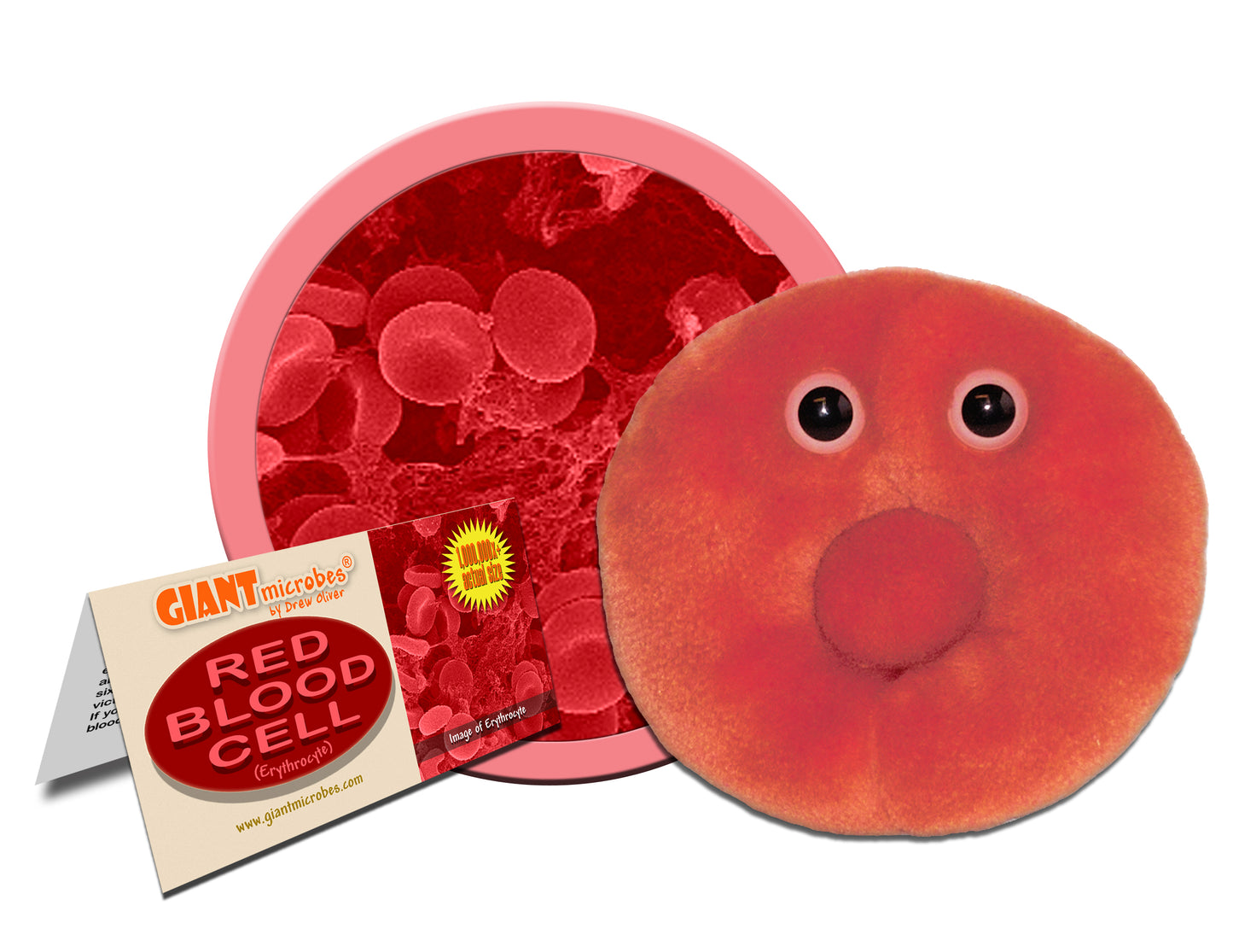 Red Blood Cell (Erythrocyte)