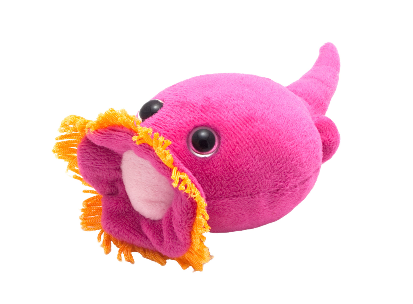 Rotifer (Brachionus Calyciflorus)