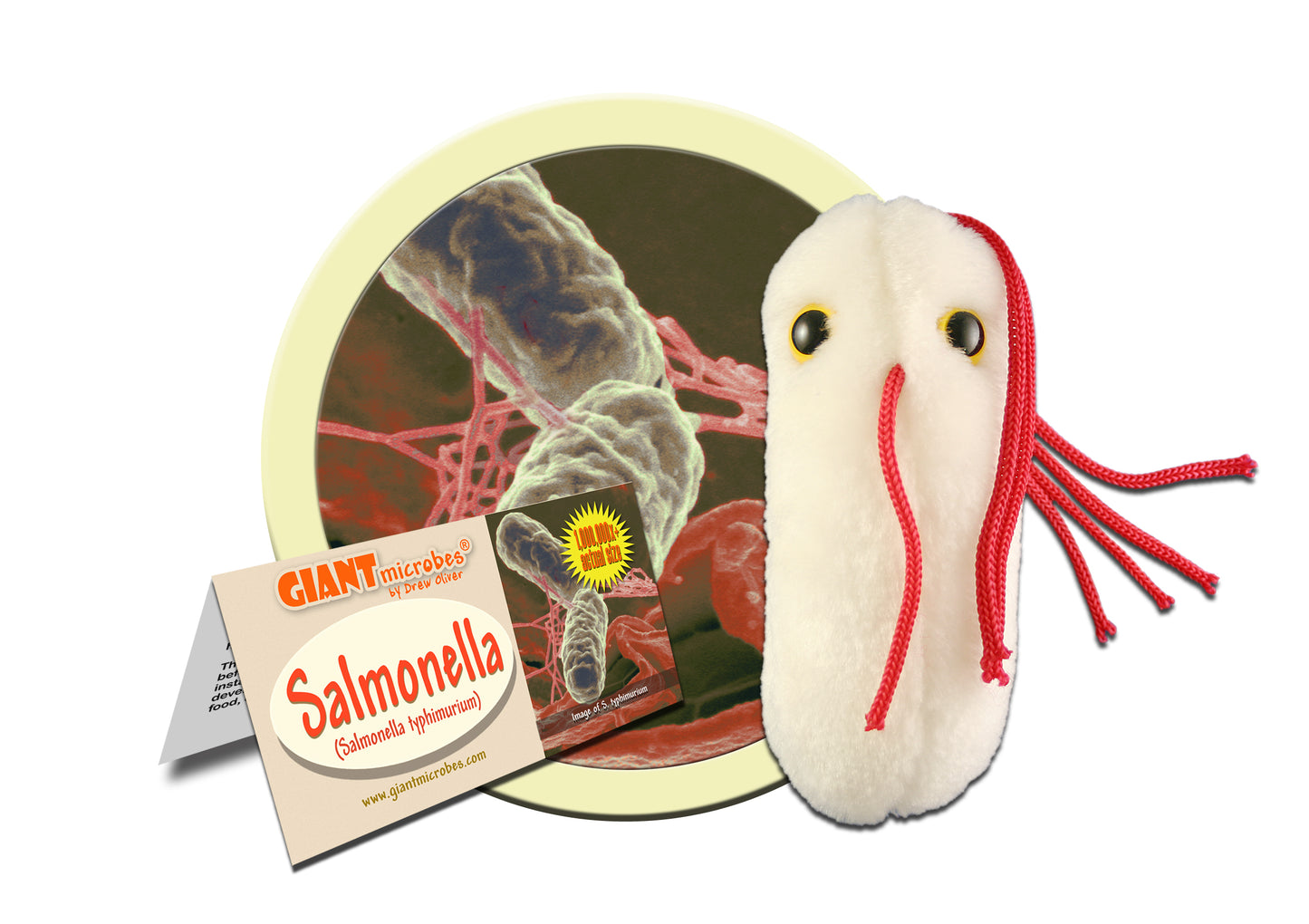Salmonella (Salmonella Typhimurium)