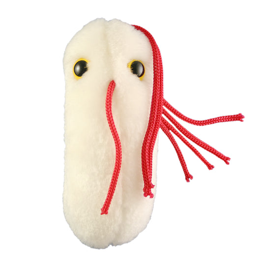 Salmonella (Salmonella Typhimurium)