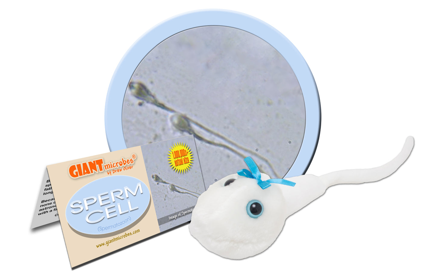Sperm Cell (Spermatozoon)