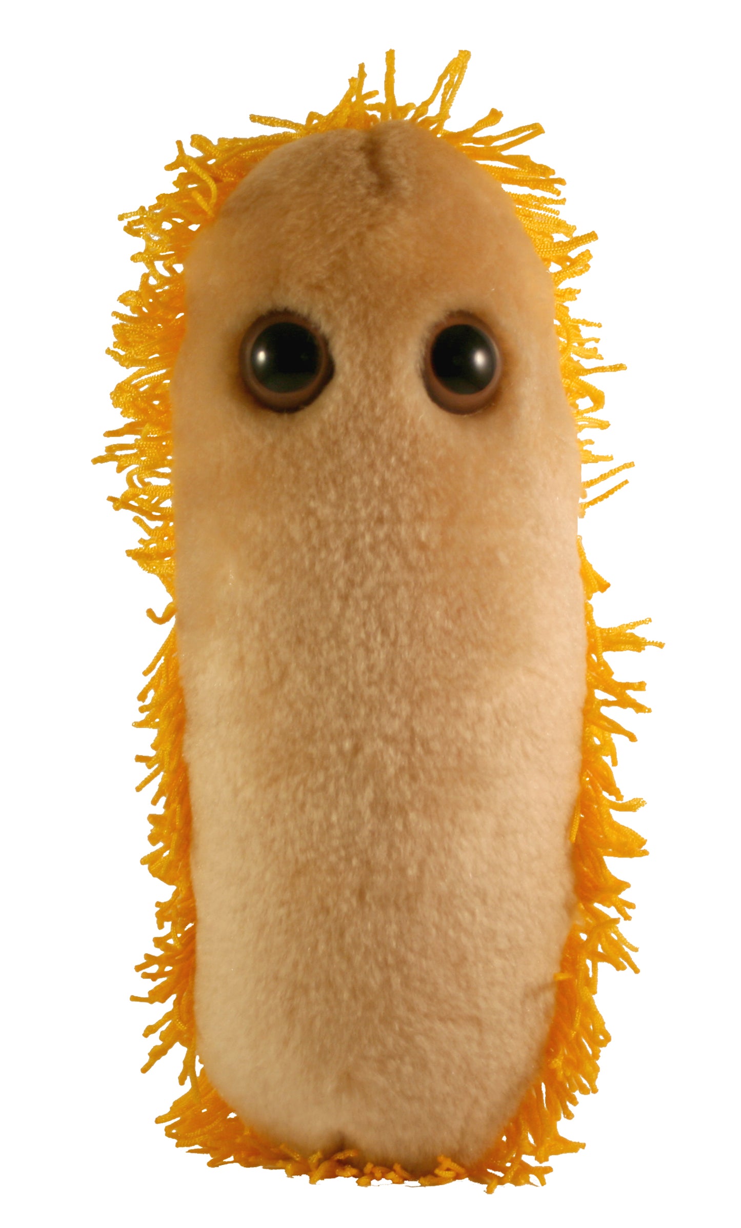 Stomach Ache (Shigella)