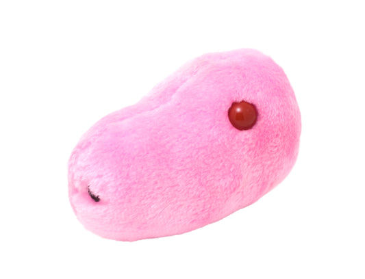 Swine Flu (Influenza A Virus H1N1)