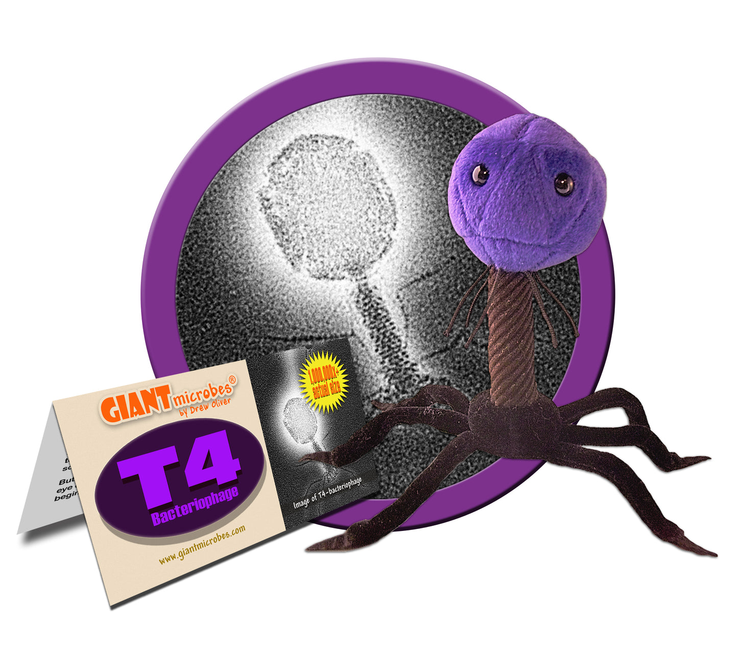 T4 (T4-Bacteriophage)