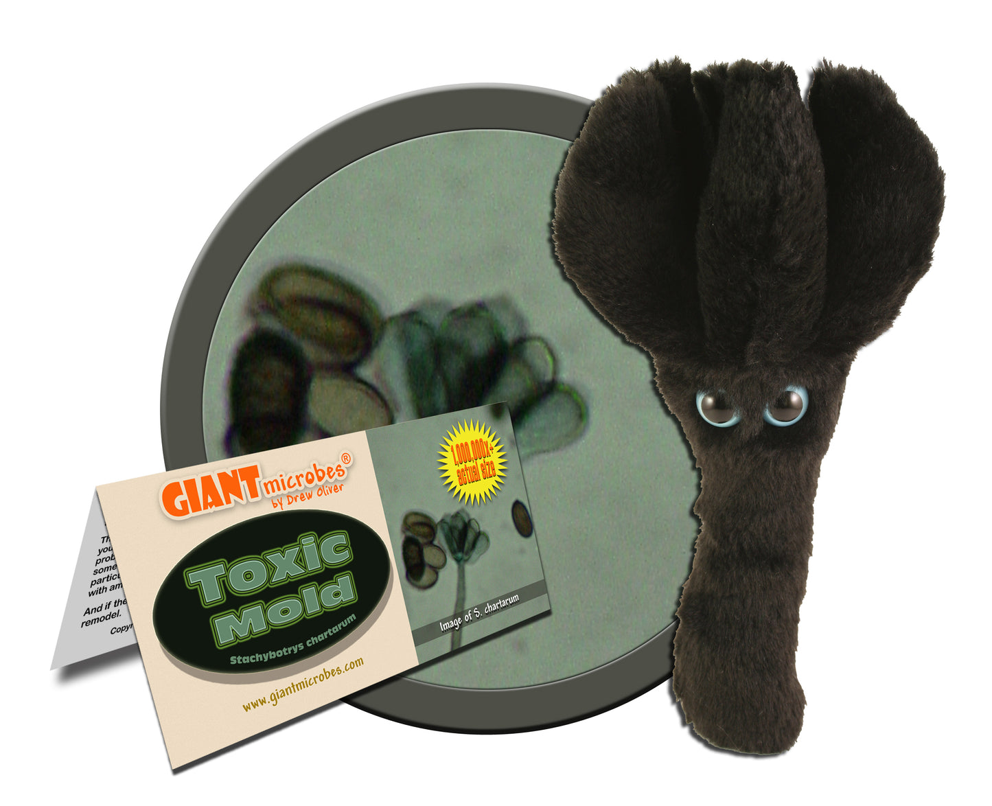 Toxic Mold