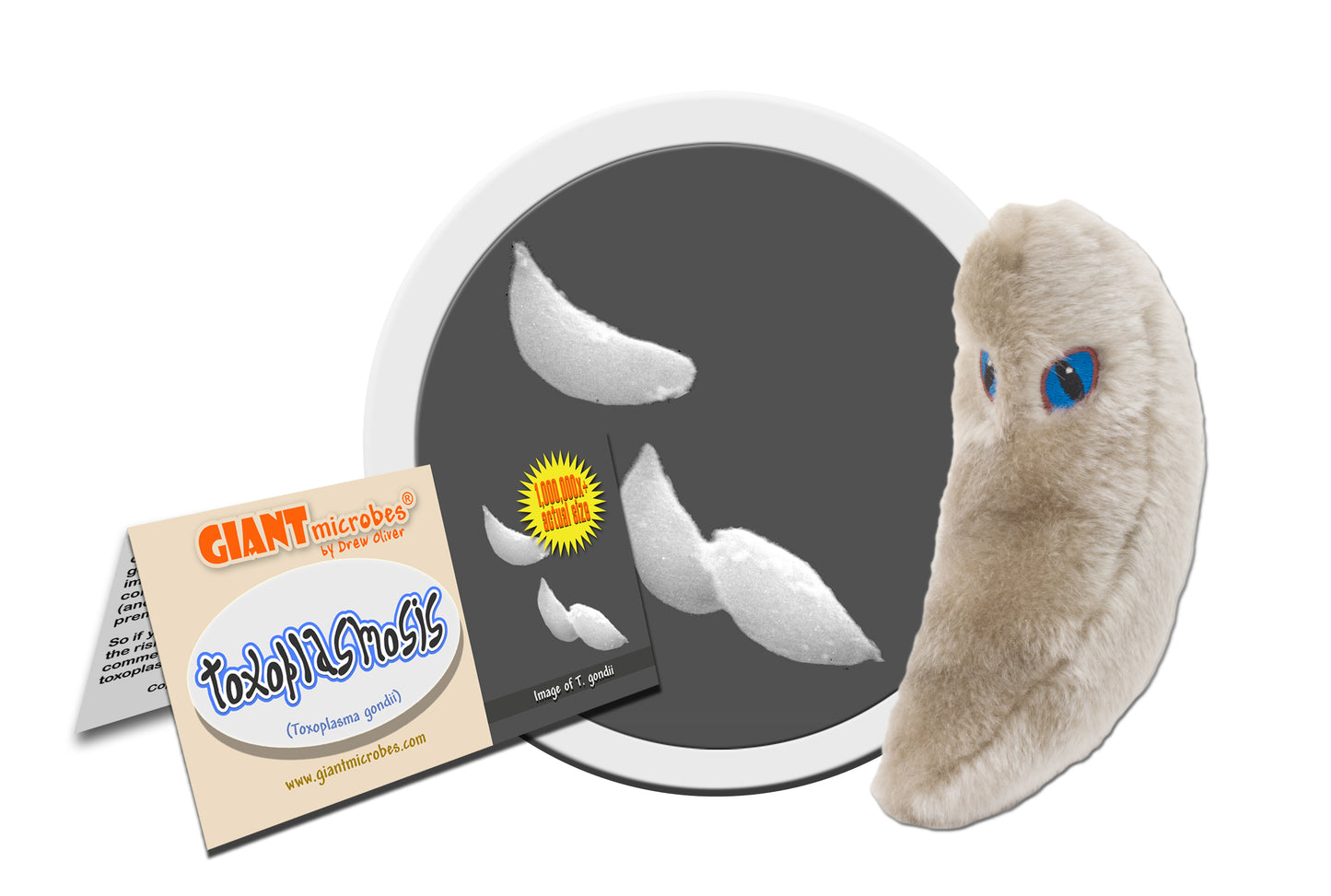 Toxoplasmosis (Toxoplasma Gondii)