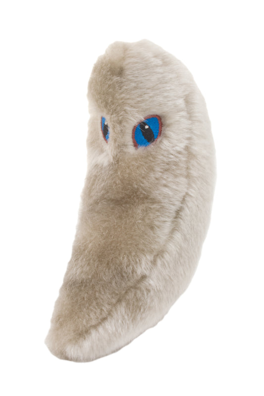 Toxoplasmosis (Toxoplasma Gondii)
