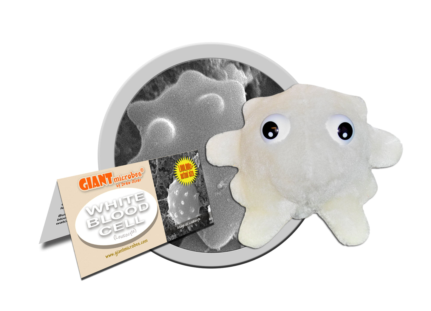 White Blood Cell (Leukocyte)