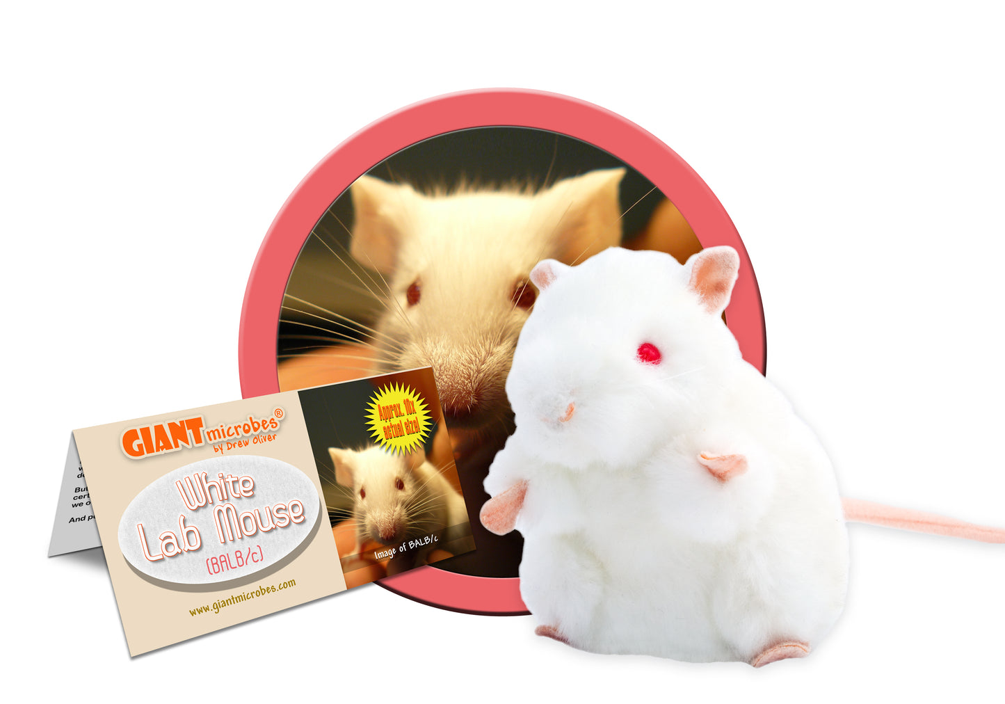 White Lab Mouse (BALB/C)