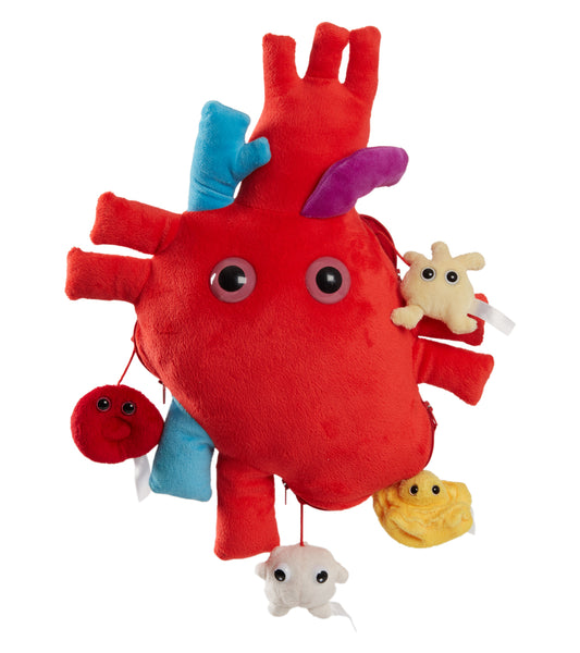 XL Heart (Heart Organ) XL Size With Minis - PRE-ORDER