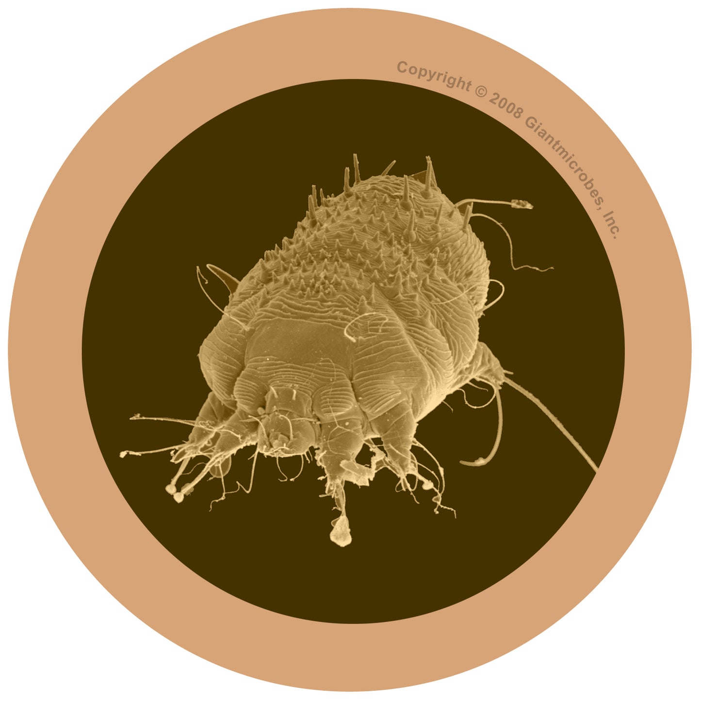 Mange (Sarcoptes Scabiei)