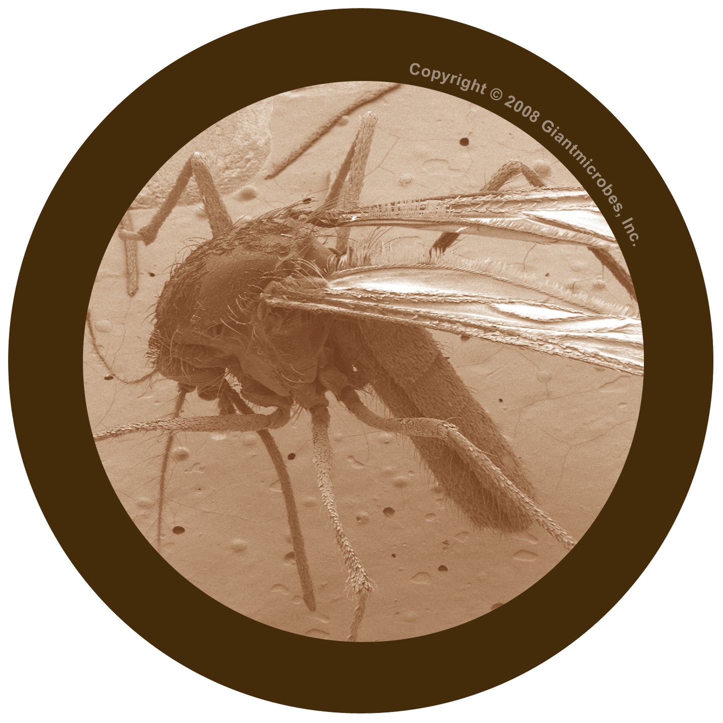 Mosquito XL 12" With Minis