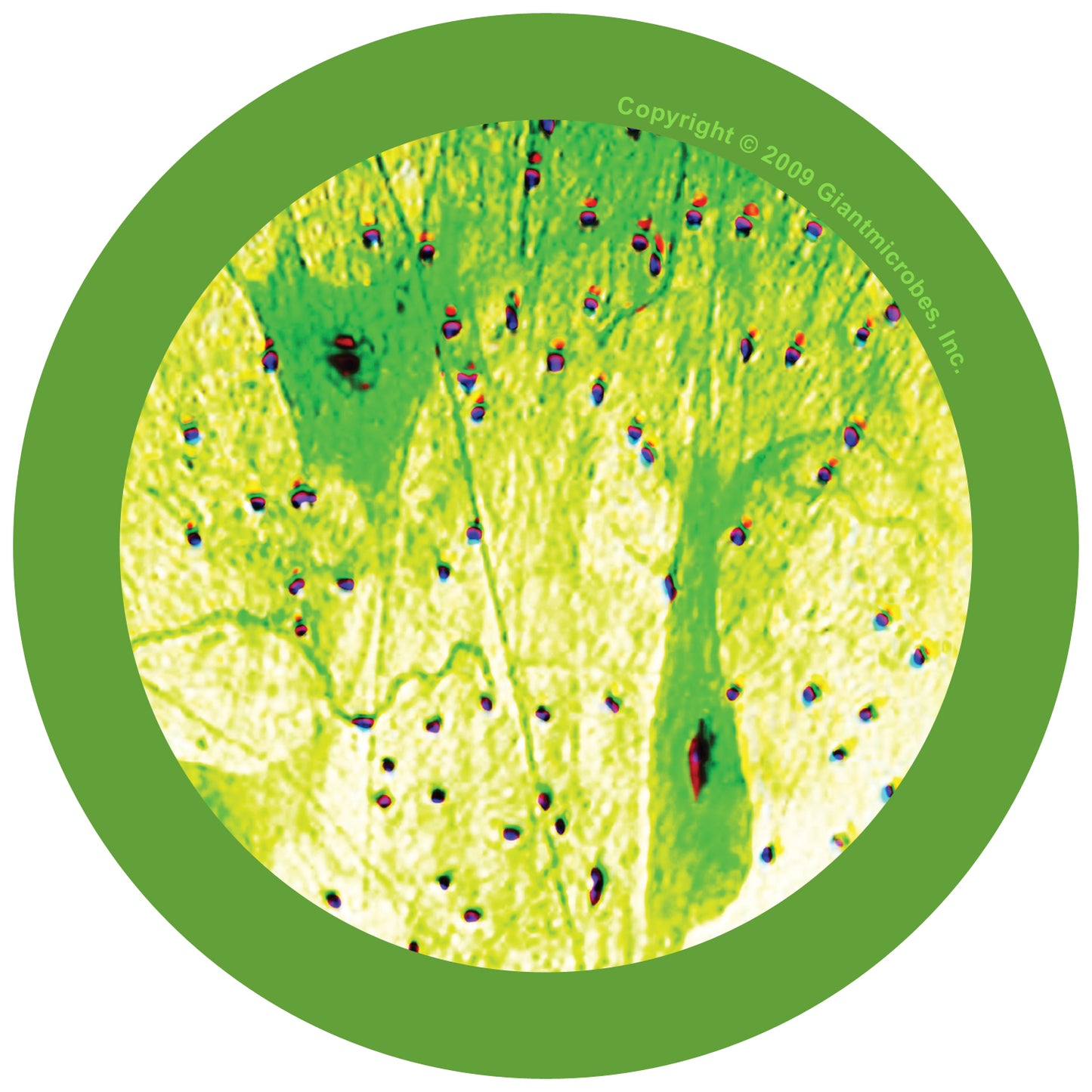 Nerve Cell (Neuron)