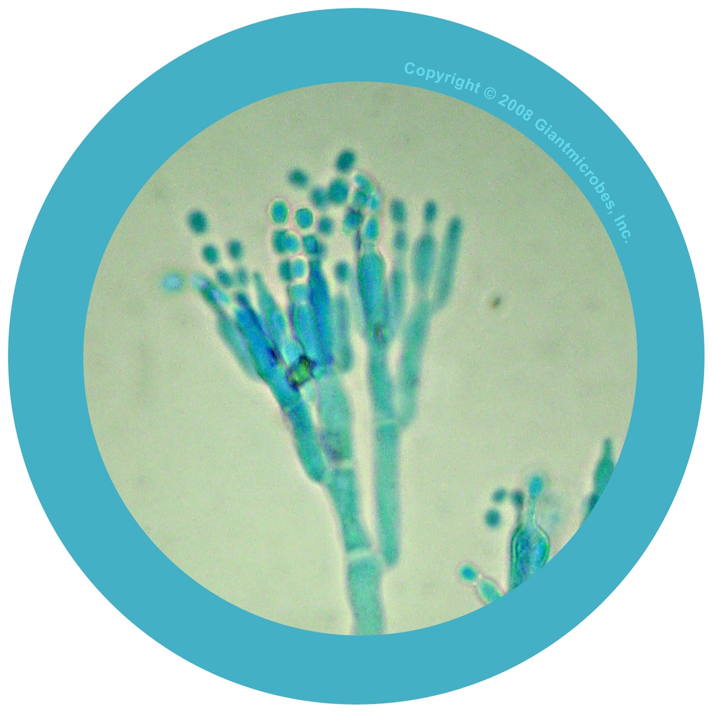 Penicillin (Penicillium Chrysogenum)