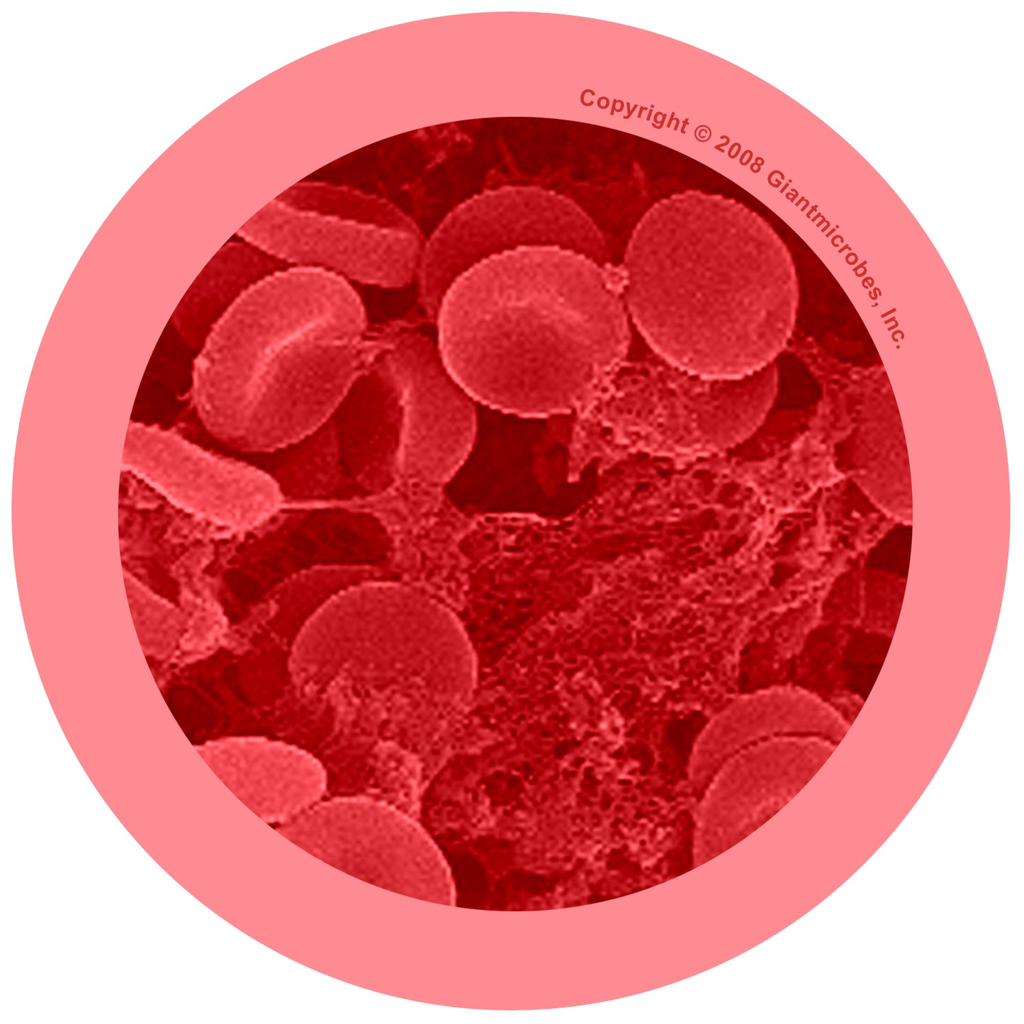 Red Blood Cell (Erythrocyte)