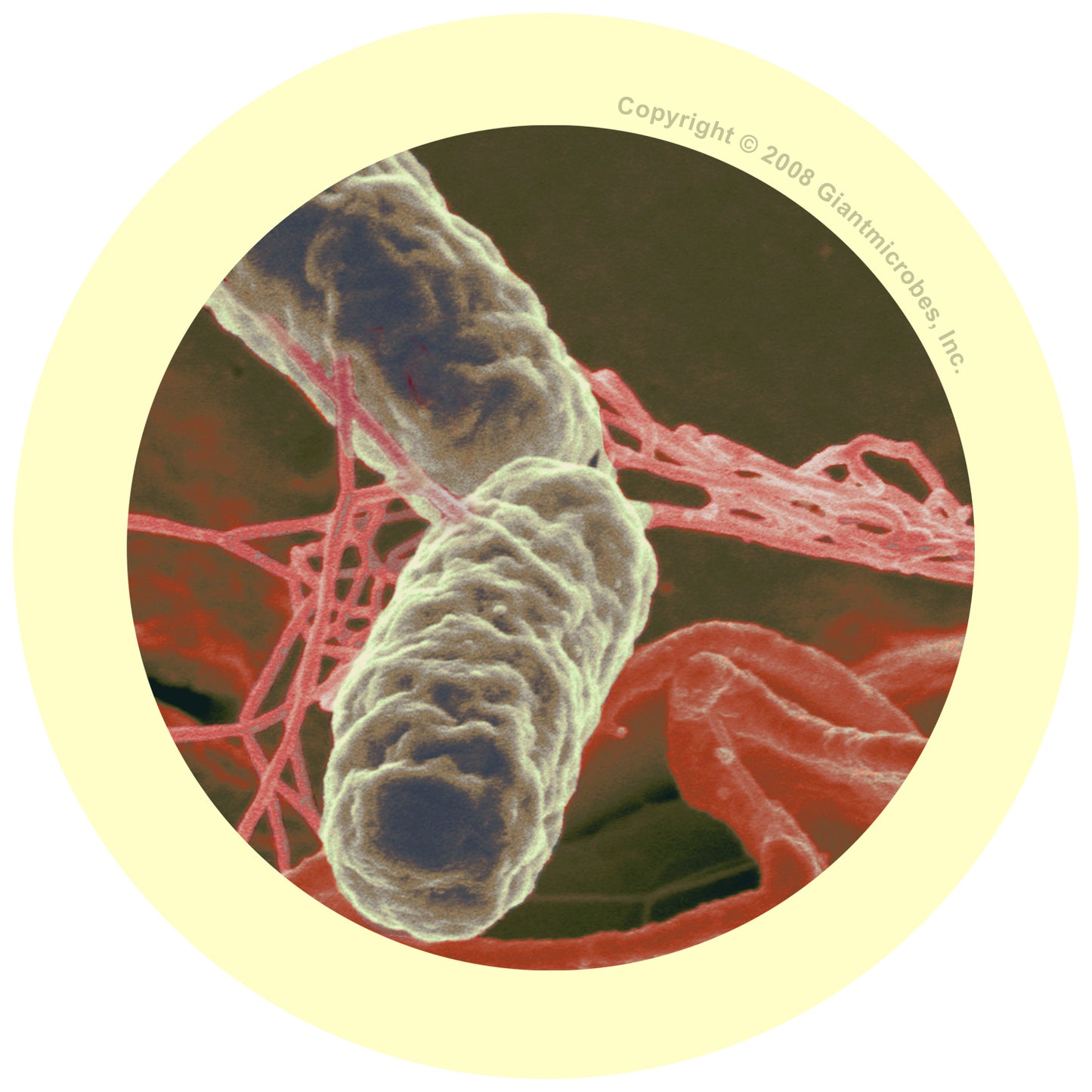 Salmonella (Salmonella Typhimurium)