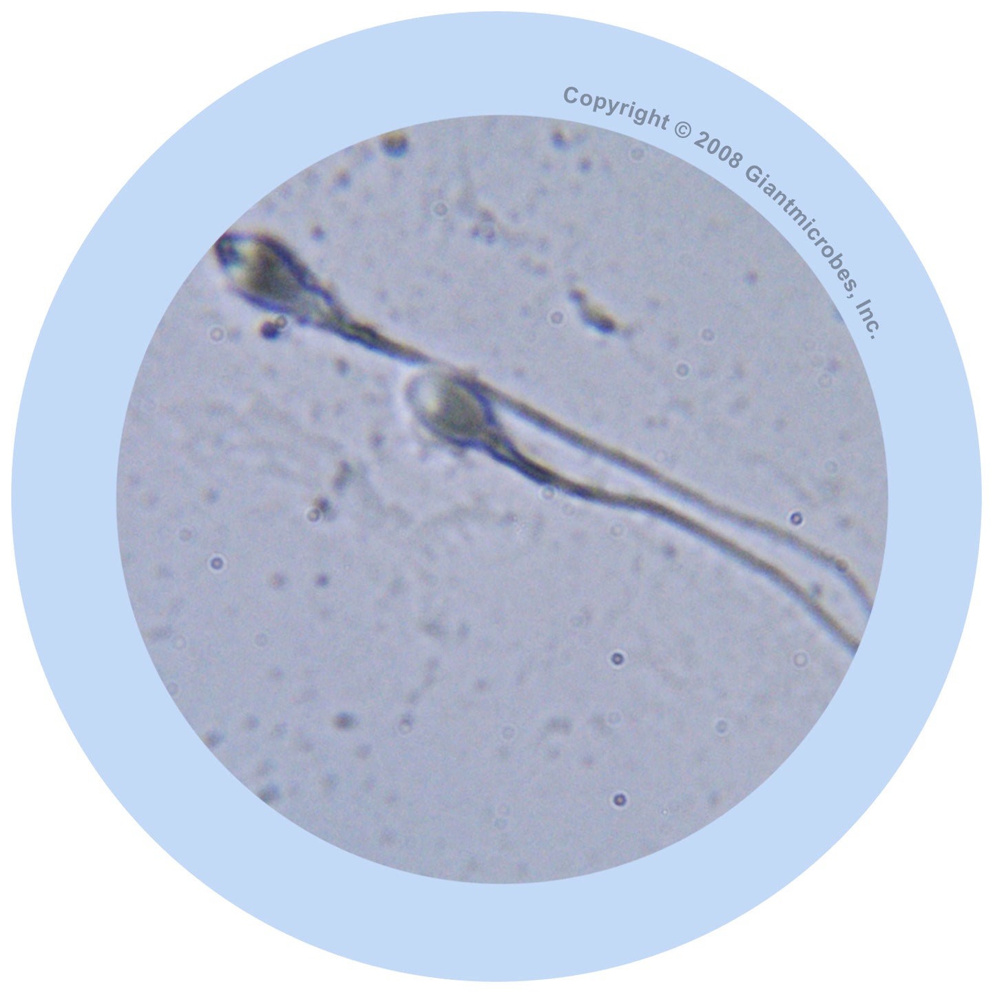 Sperm Cell Key Chain
