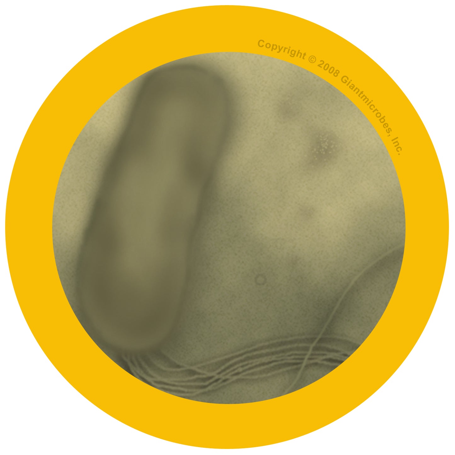 Ulcer (Helicobacter Pylori)