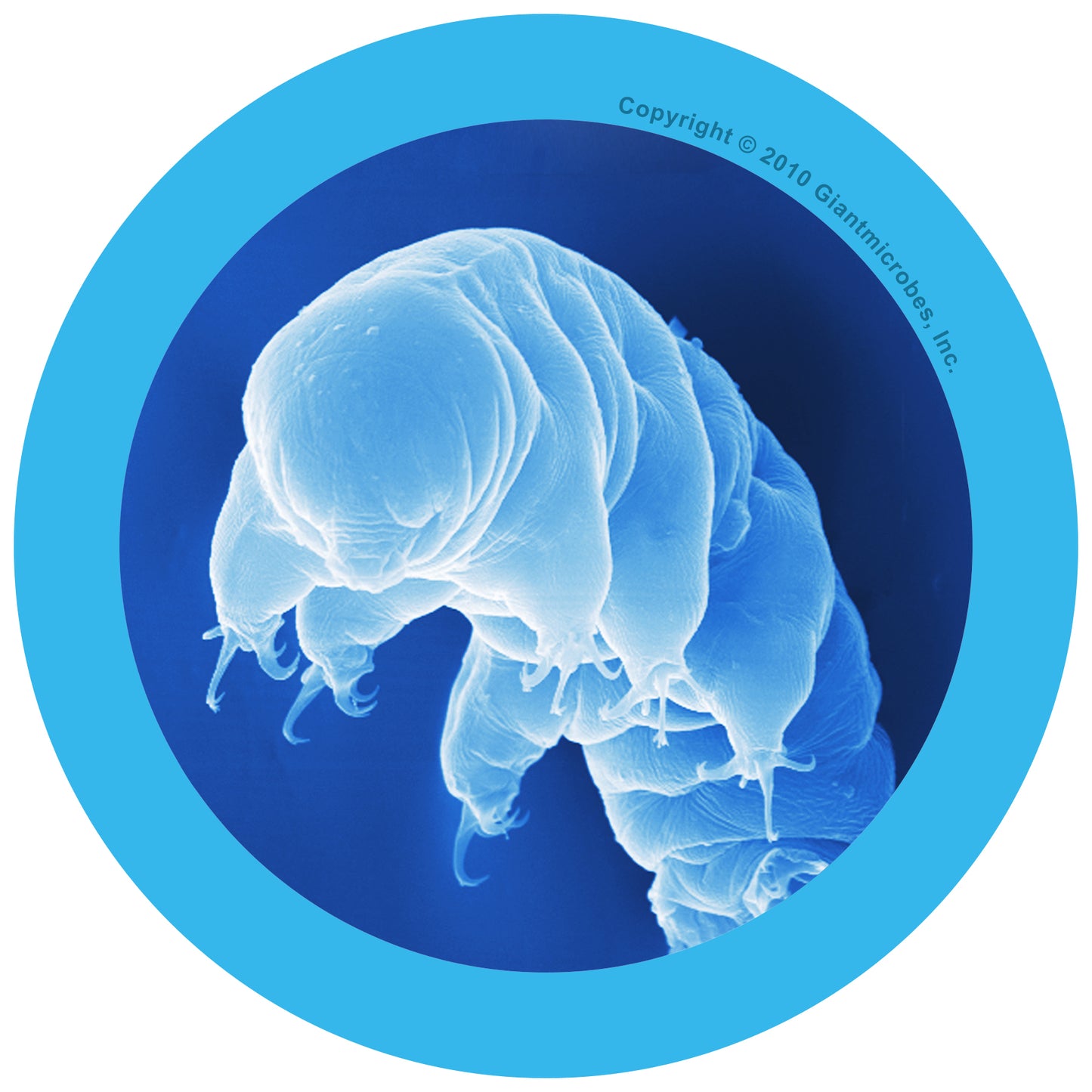 Water Bear (Hypsibius Dujardini)