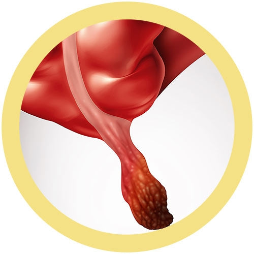Appendix
