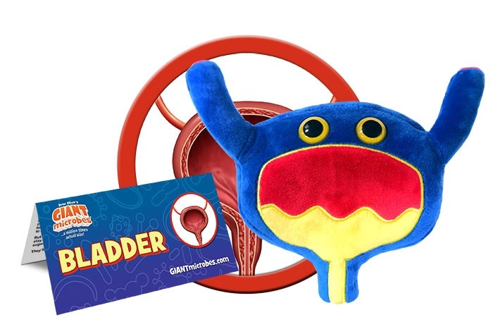 Bladder