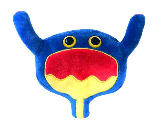 Bladder