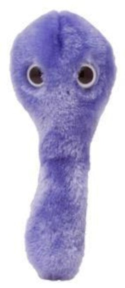 C. Diff (Clostridium Difficile)