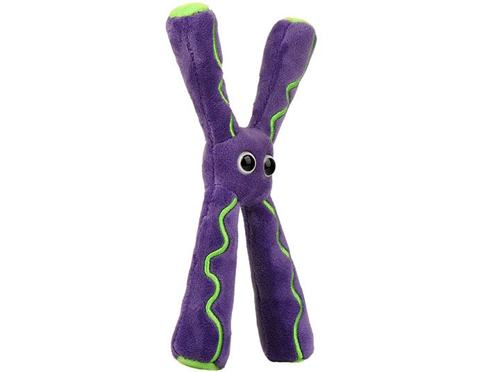 Chromosome