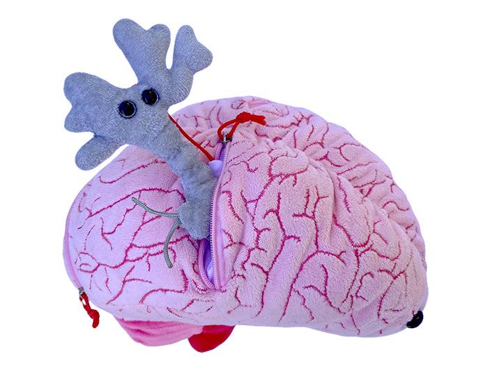 Deluxe Brain with With Hidden Cells & Neurotransmitters