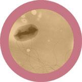E.Coli key chain