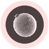 Egg Cell XL 6" & Mini Magnetic Sperm Cell
