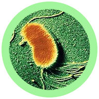 Geo, The Electric Microbe (Geobacter Sulfurreducens)