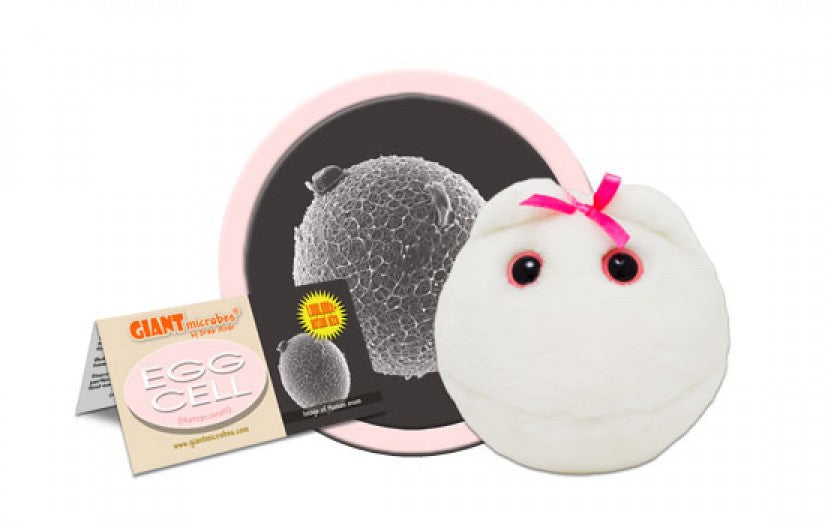 Egg Cell (Human Ovum)