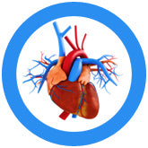 Heart (Heart Organ)